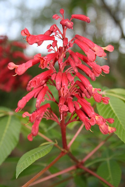 400pxAesculus paviaL.(Dwarf_Red_Buckeye)Hippocastanaceae(1657458344)