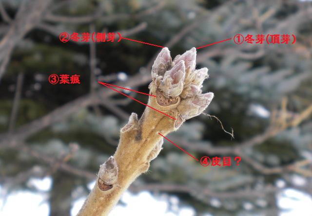 1-053　カシワ　冬芽(赤字）