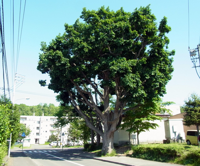 1-069　ミズナラ　保存樹