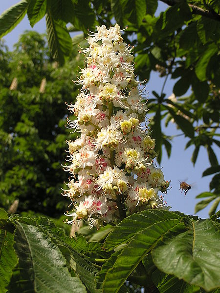 450px-Aesculus_hippocastanum_flowers.jpg
