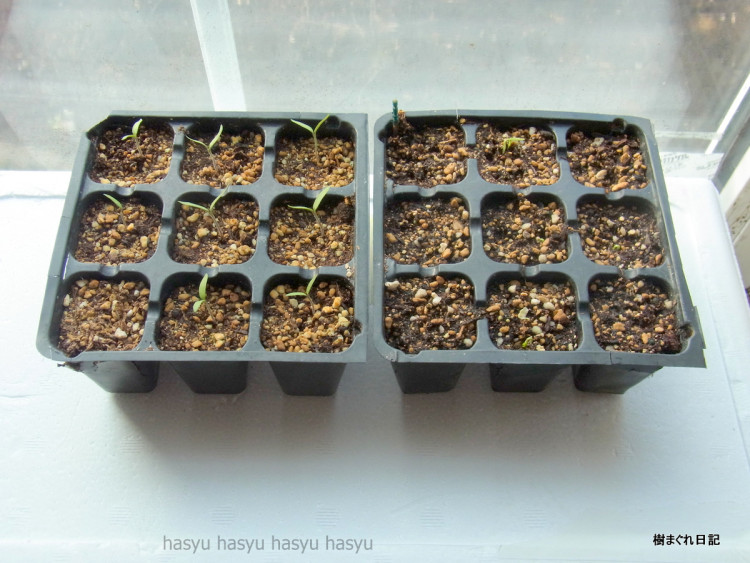 は種　ミニトマト、シシトウ・ピーマン