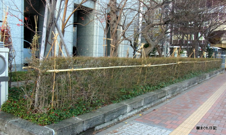 冬囲い　ニシキギ　エーデルホフ