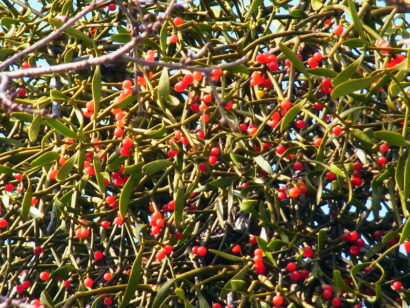 ヤドリギ　親木付き　朱色！ 樹木シリーズ81 ヤドリギ | あきた森づくり活動サポートセンター