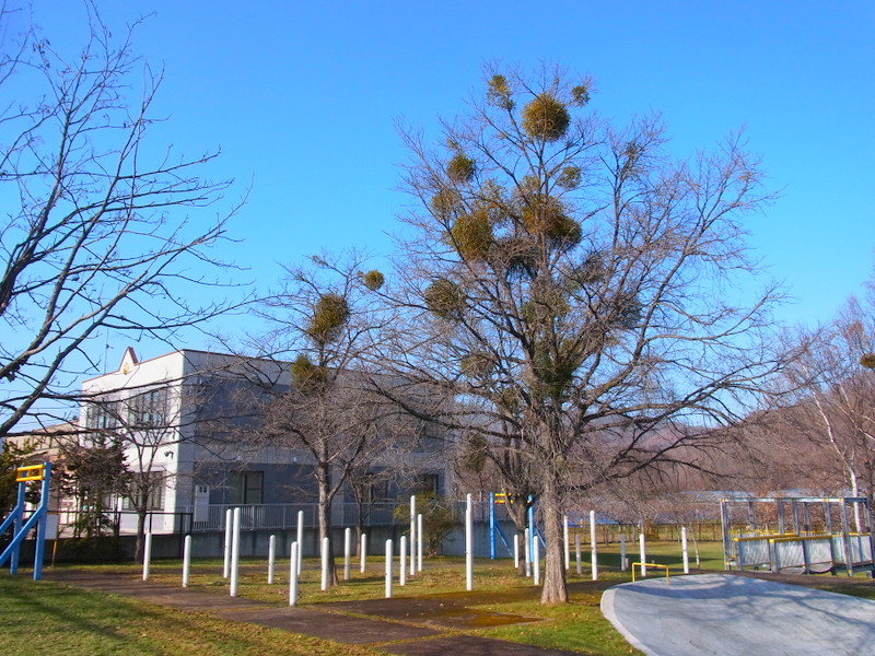 ヤドリギ 赤い実 | 樹まぐれ日記